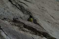 Coccothraustes abeillei