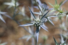 Eryngium bithynicum