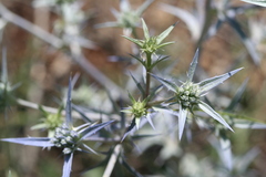 Eryngium bithynicum