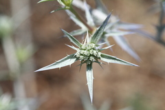 Eryngium bithynicum