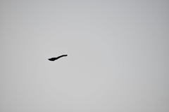 Lamprotornis caudatus