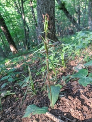 Platanthera chlorantha