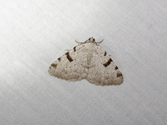 Macaria subcessaria