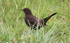 Turdus merula