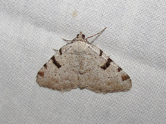 Macaria subcessaria