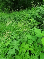 Chaerophyllum hirsutum