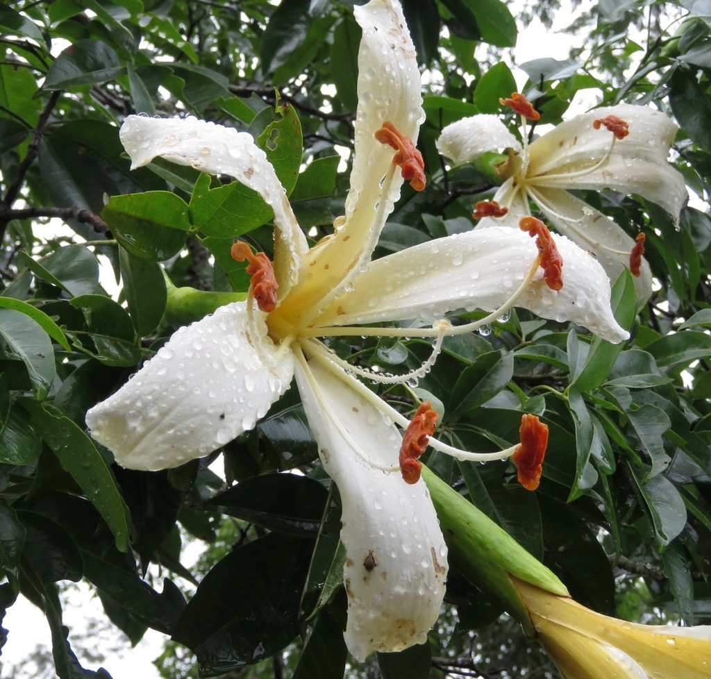 Silk floss tree