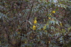 Berberis moranensis