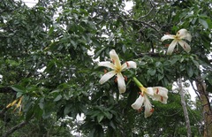 Ceiba samauma