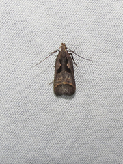 Dichomeris bilobella