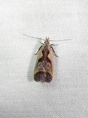 Dichomeris bilobella