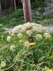 Laserpitium latifolium