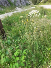 Laserpitium latifolium