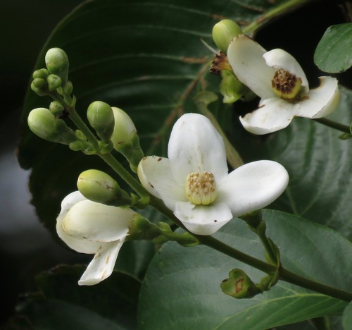 Dialypetalanthus
