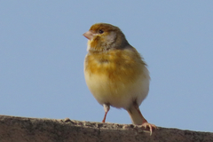 Serinus canaria domesticus