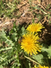 Taraxacum officinale