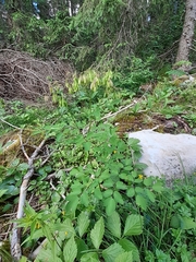Thalictrum aquilegiifolium