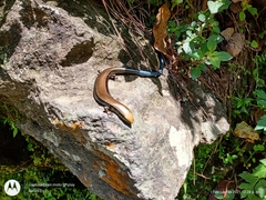 Plestiodon brevirostris