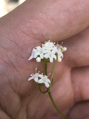 Valeriana saxatilis