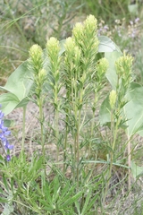 Castilleja cervina