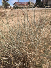 Ephedra aspera