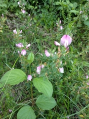 Ononis spinosa spinosa