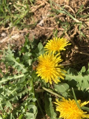 Taraxacum officinale