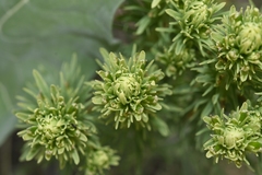 Castilleja cervina