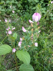 Ononis spinosa spinosa