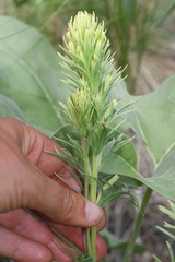Castilleja cervina