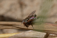 Miltogramminae