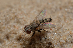 Miltogramminae