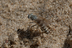 Acrosathe annulata