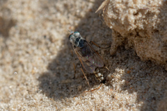 Acrosathe annulata