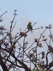 Amazona barbadensis