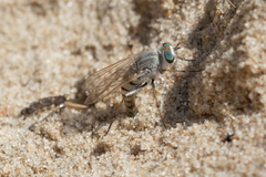 Acrosathe annulata