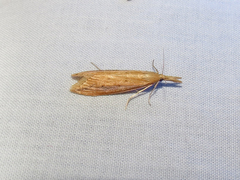 Donacaula dispersellus