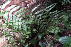 Serpocaulon triseriale