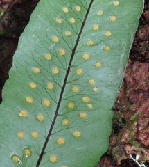 Serpocaulon triseriale