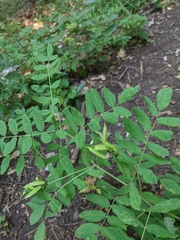Astragalus glycyphylloides