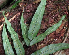 Serpocaulon triseriale