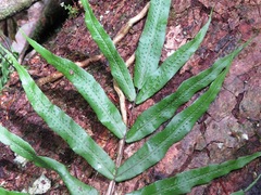 Serpocaulon triseriale