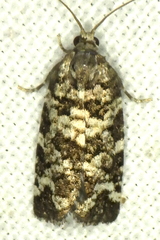 Archips packardiana