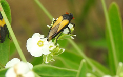 Macrosiagon flavipennis