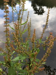 Rumex hydrolapathum