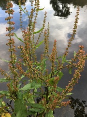 Rumex hydrolapathum
