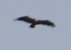 Gyps fulvus
