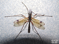 Dictenidia bimaculata