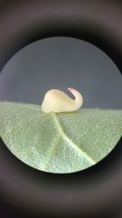 Caryomyia recurvata