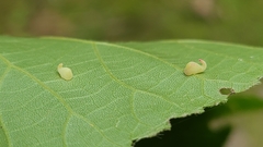 Caryomyia recurvata